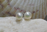 8mm Fresh Water Pearl Studs on Sterling Silver posts with a shell background.